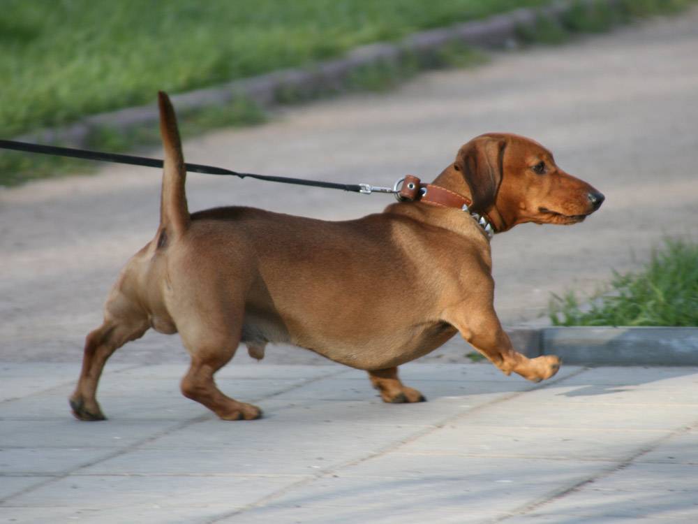 Собаки, которых можно не выгуливать – 8 пород, удобных для занятых людей