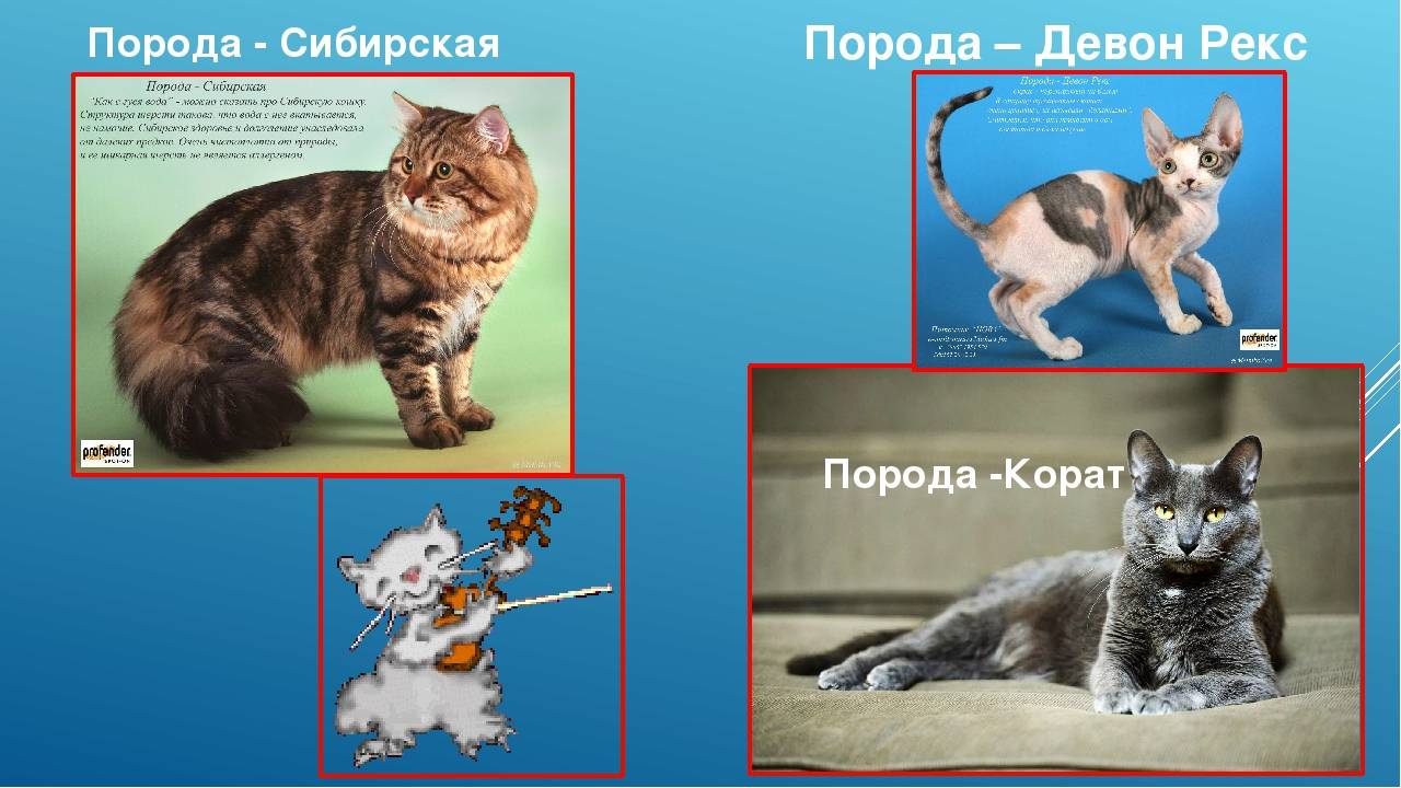 Порода кошек нибелунг — описание загадочных «кошек тумана» с противоречивым характером