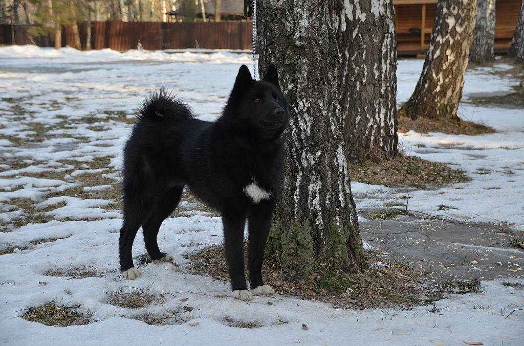 Русско-европейская лайка: описание породы - моя собака