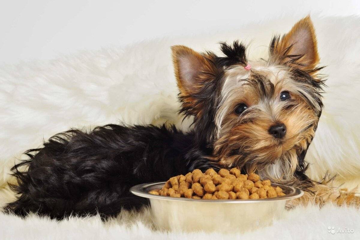 Чем кормить щенка и взрослого йоркширского терьера в домашних условиях: рацион питания собак