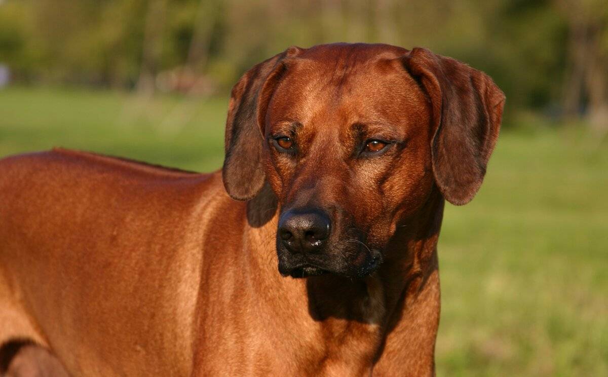 Родезийский риджбек: характеристика породы и правила воспитания собак