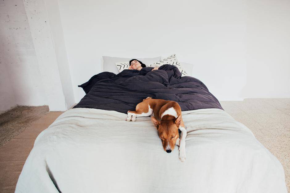 Как быстро уложить собаку спать: инструкция по приучению щенка ко сну ночью