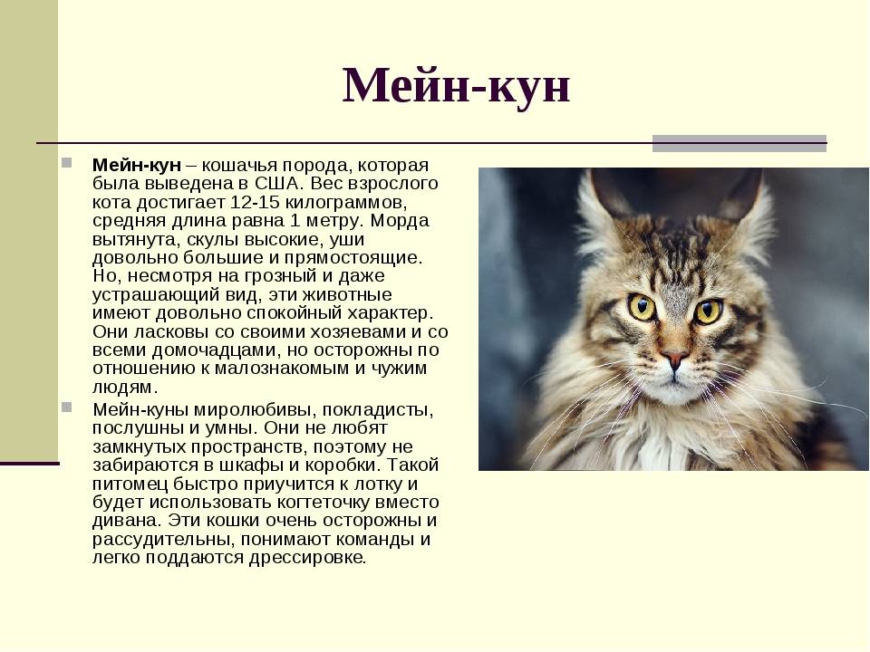 Котята мейн-кун: отличие от обычных кошек по размерам, шерсти, конституции и поведению