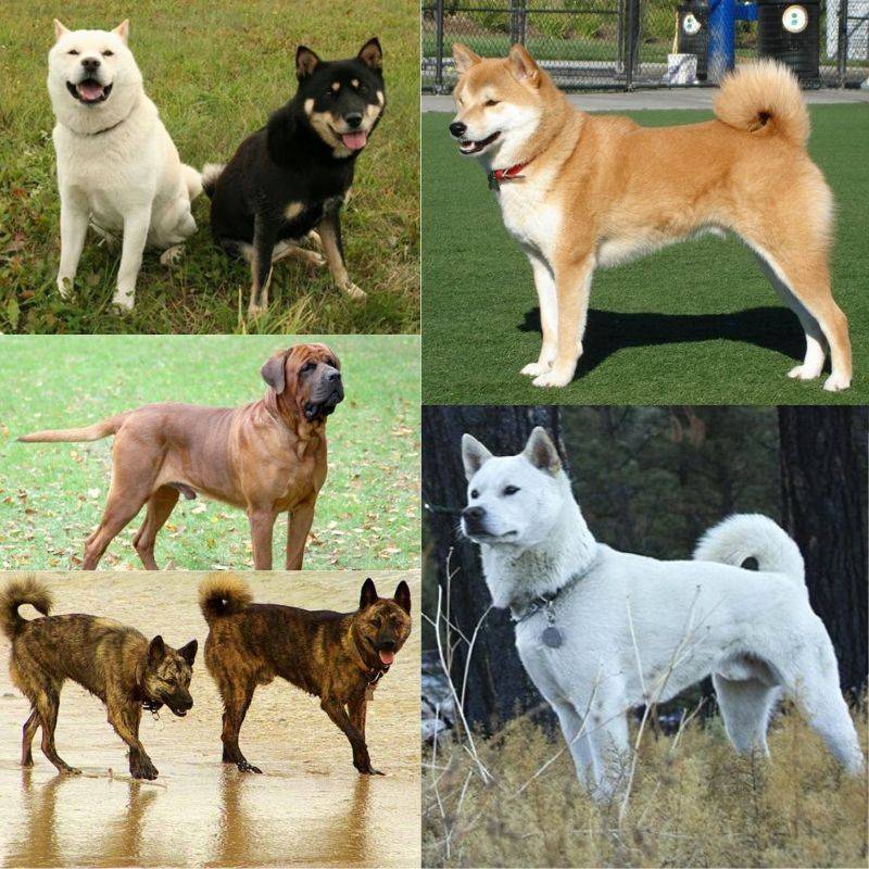 Японский терьер (микадо-терьер) : описание породы собак с фото и видео