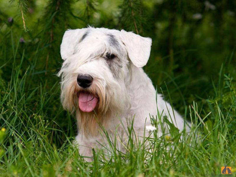 Cилихем терьер: 110 фото, видео описание стандарта породы и характер собаки