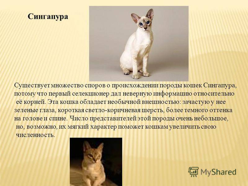 Сингапурская кошка: описание породы, характер, советы по содержанию и уходу, фото