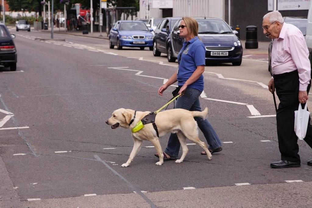 5 лучших пород собак поводырей для слепых
