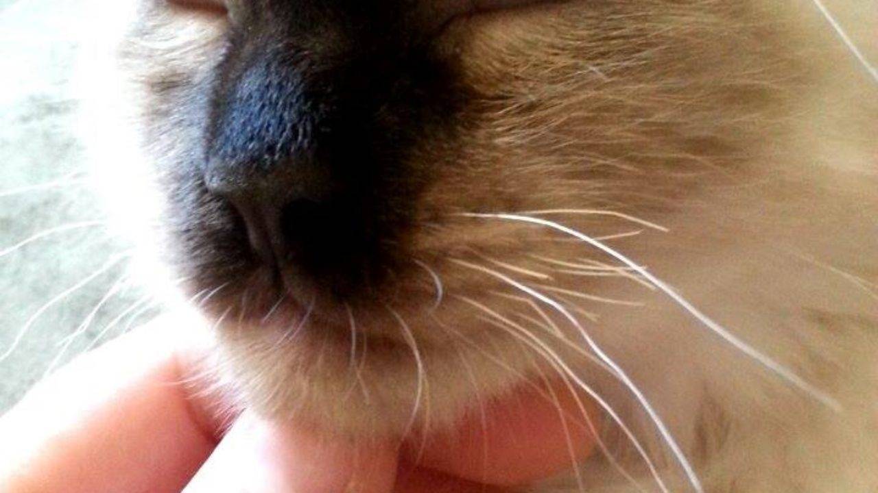 Отрастают ли усы у кошек – для чего нужны