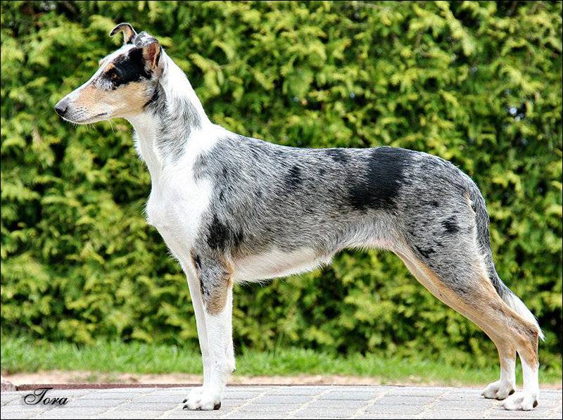 Короткошерстные колли (28 фото): особенности гладкошерстных собак, описание ухода за щенками шотландской овчарки