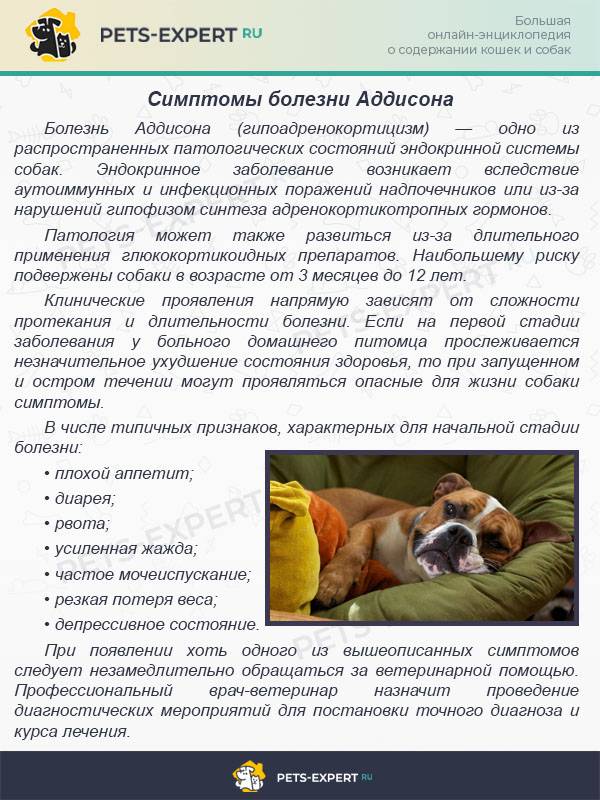 Полирадикулоневрит у собак - симптомы и лечение  в москве. ветеринарная клиника "зоостатус"