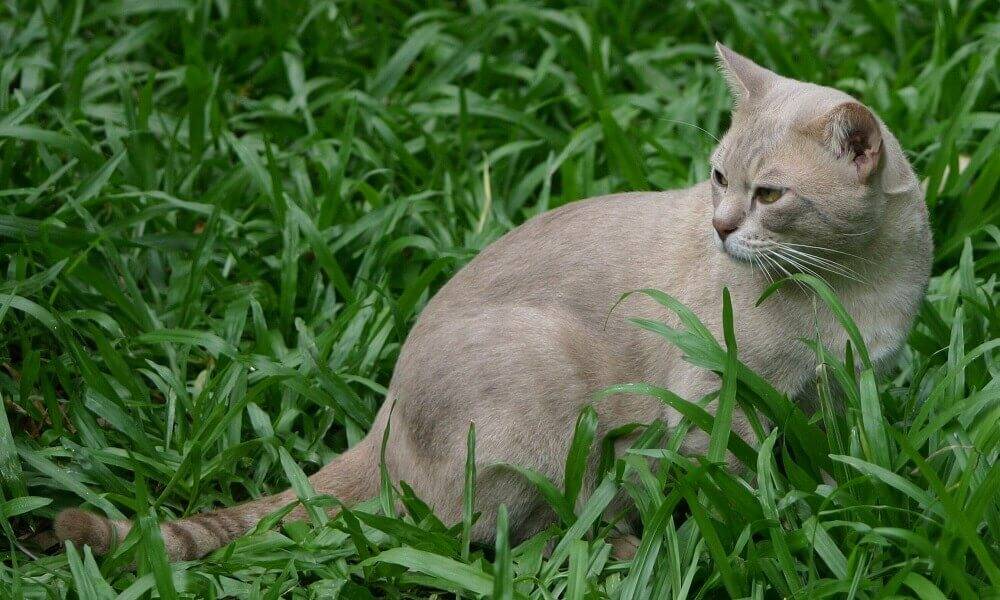 Австралийская дымчатая кошка: происхождение породы, особенности внешнего вида, ухода и содержания