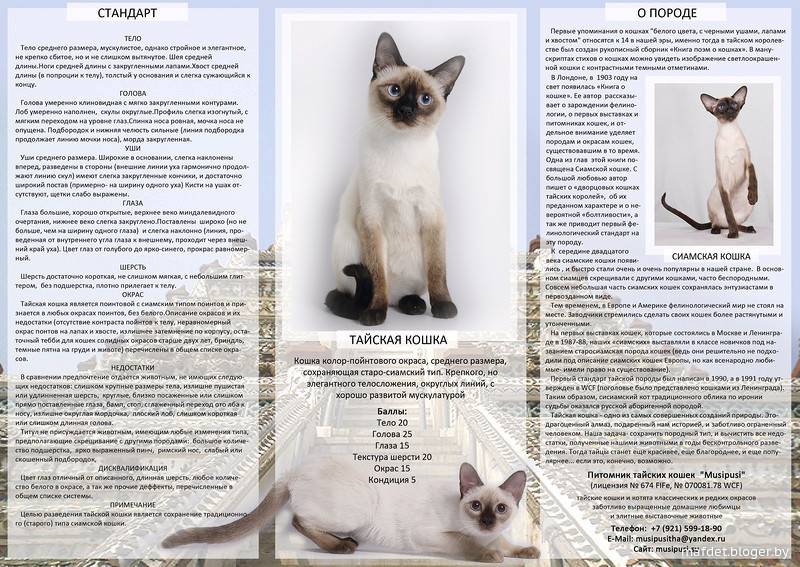 В чём сходства и отличия сиамской кошки от тайской  - mimer.ru