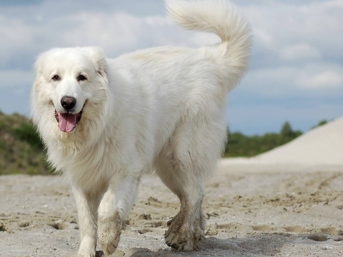 Пиренейская горная собака - описание породы