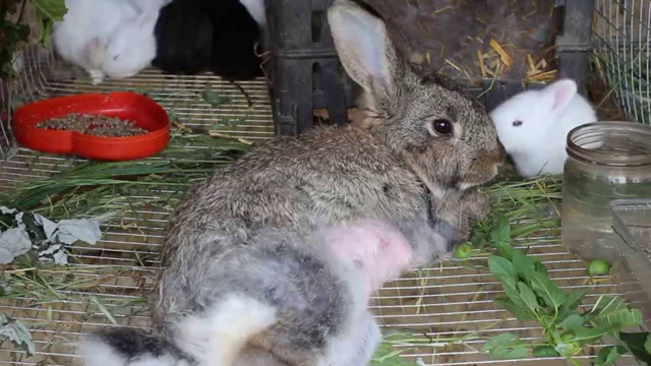 Молоко крольчихи: состав, польза, кормление крольчат