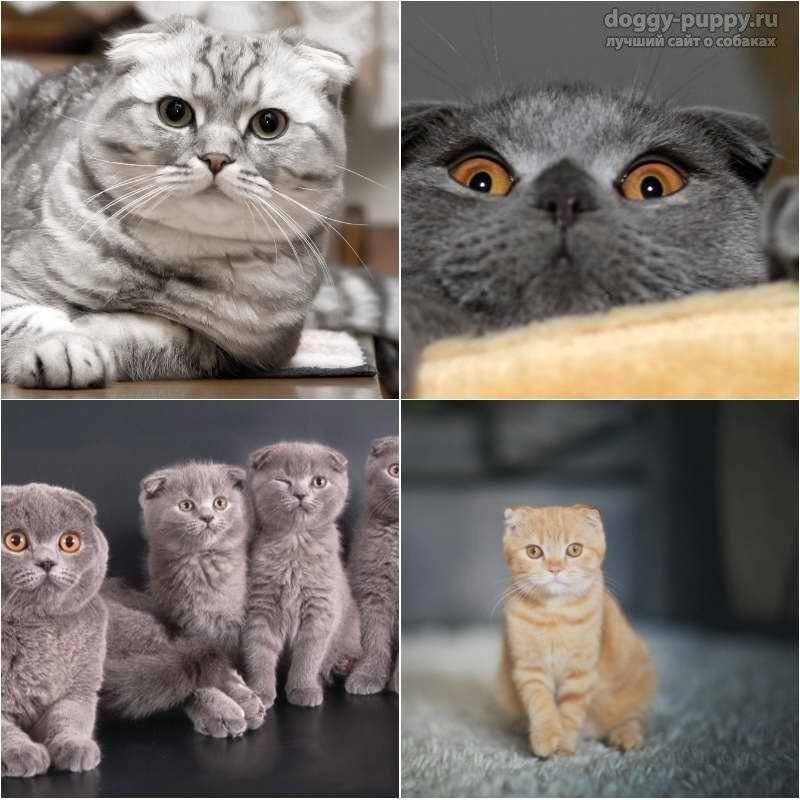 Кто такие британские кошки: описание породы, её особенности и разновидности
