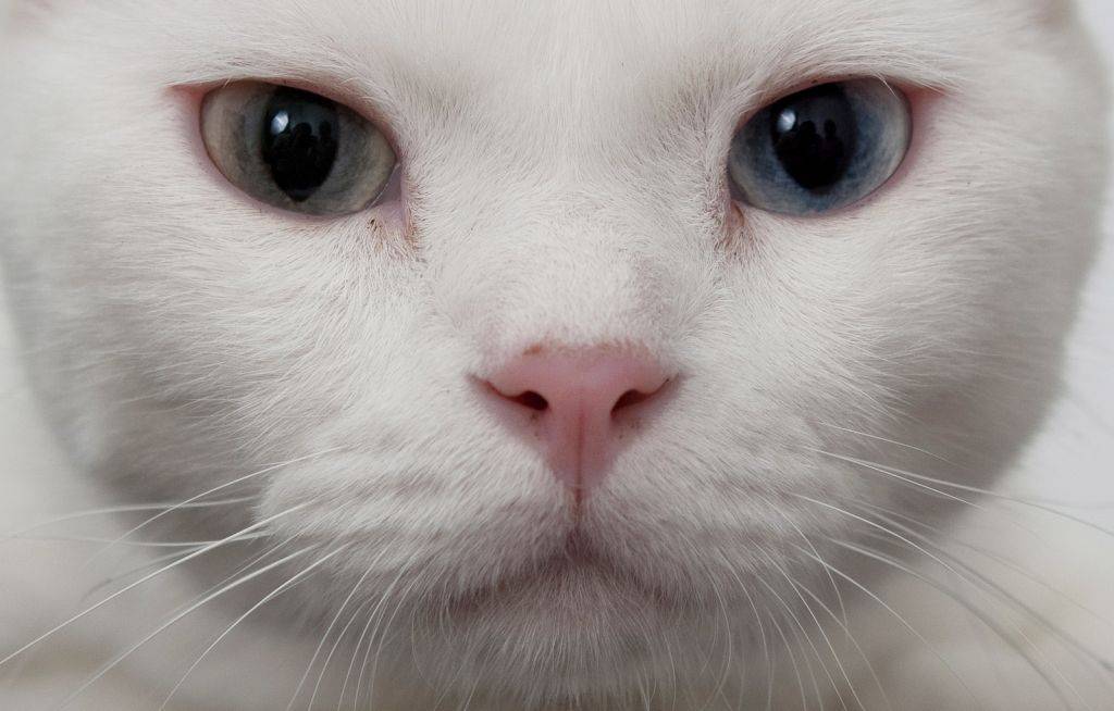 Као-мани – белоснежная кошка с «алмазными» глазами