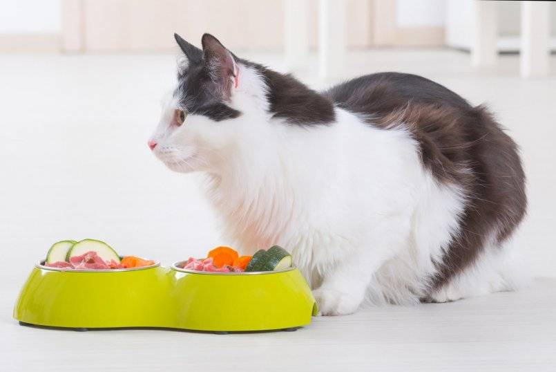 Правильное питание для кошек и котов в домашних условиях