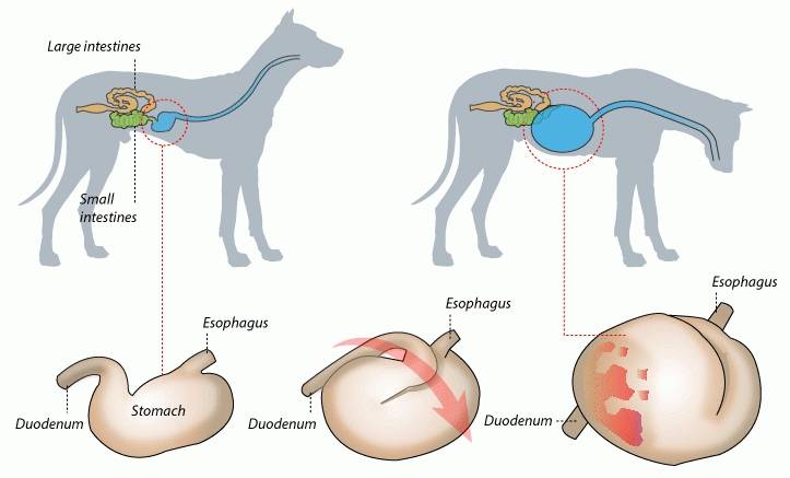 Гастрит у собаки - причины, лечение заболеваний желудка  у собак в москве. ветеринарная клиника "зоостатус"