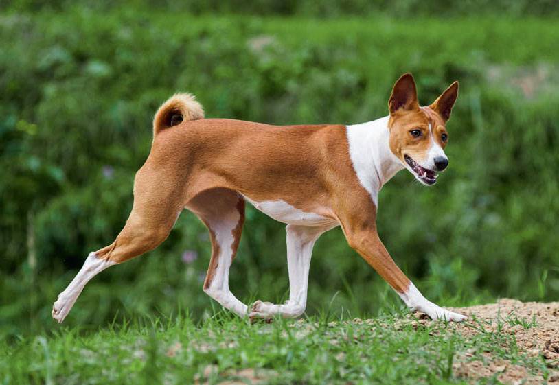 Басенджи (собака): африканская нелающая порода