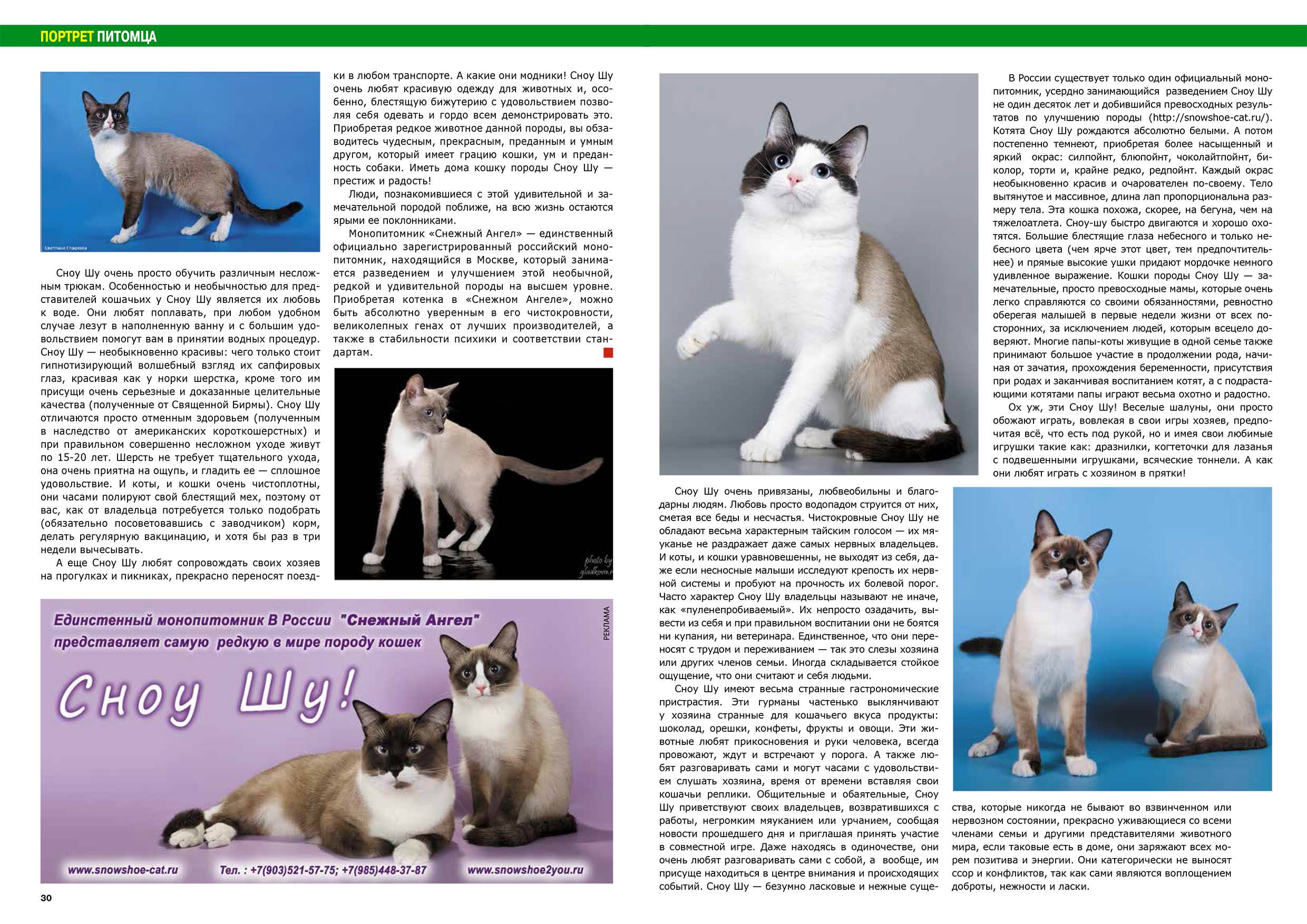 Сноу-шу: описание породы кошек, характер, отзывы (с фото и видео)