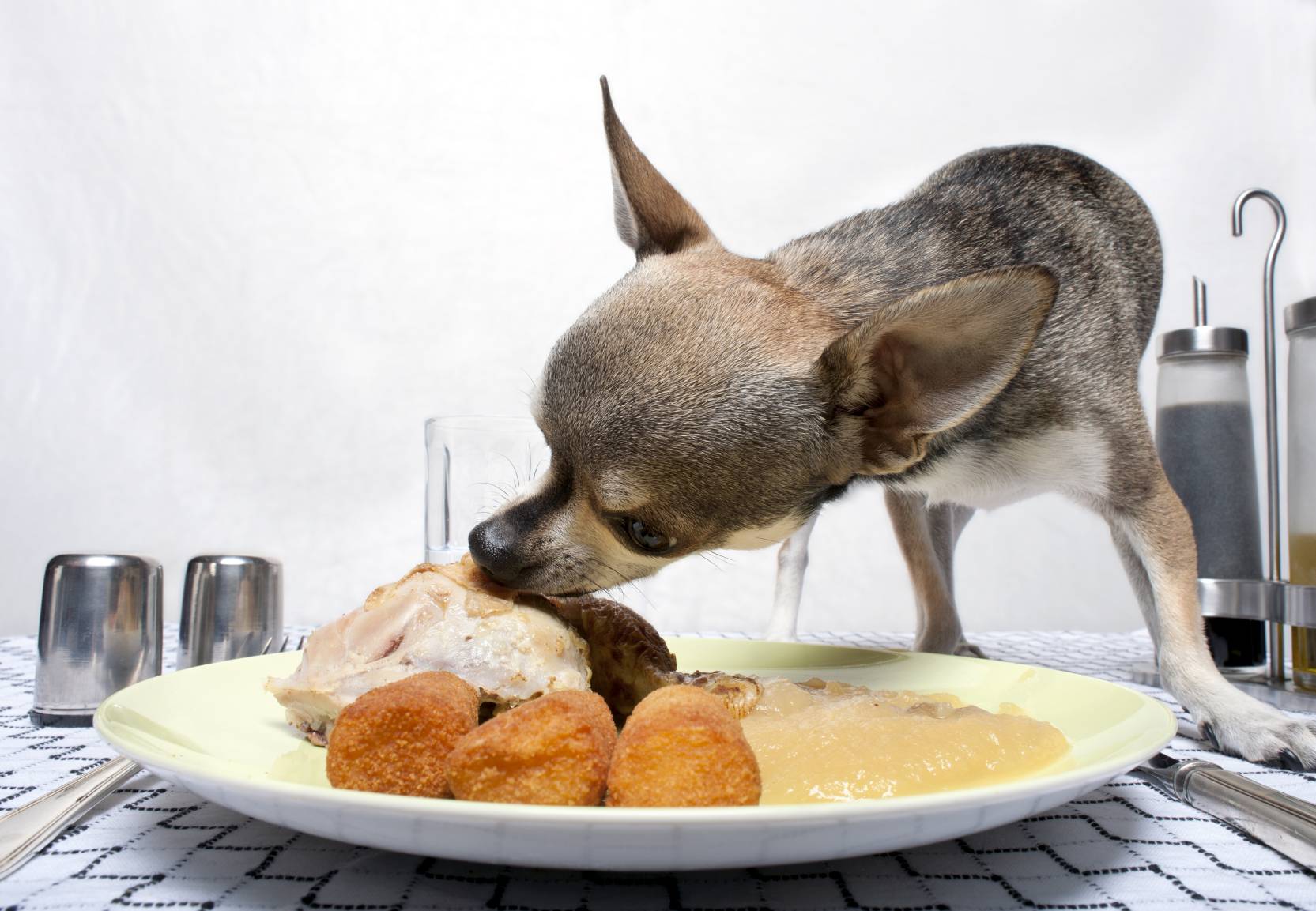 Кормление собак сухим кормом и натуральной пищей: за и против