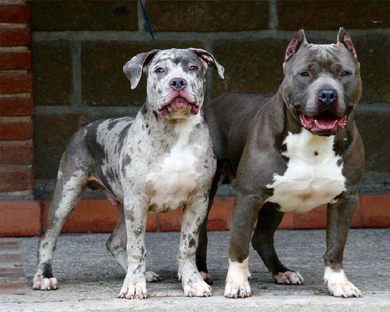 10 пород собак, которые бывают редкого — голубого окраса