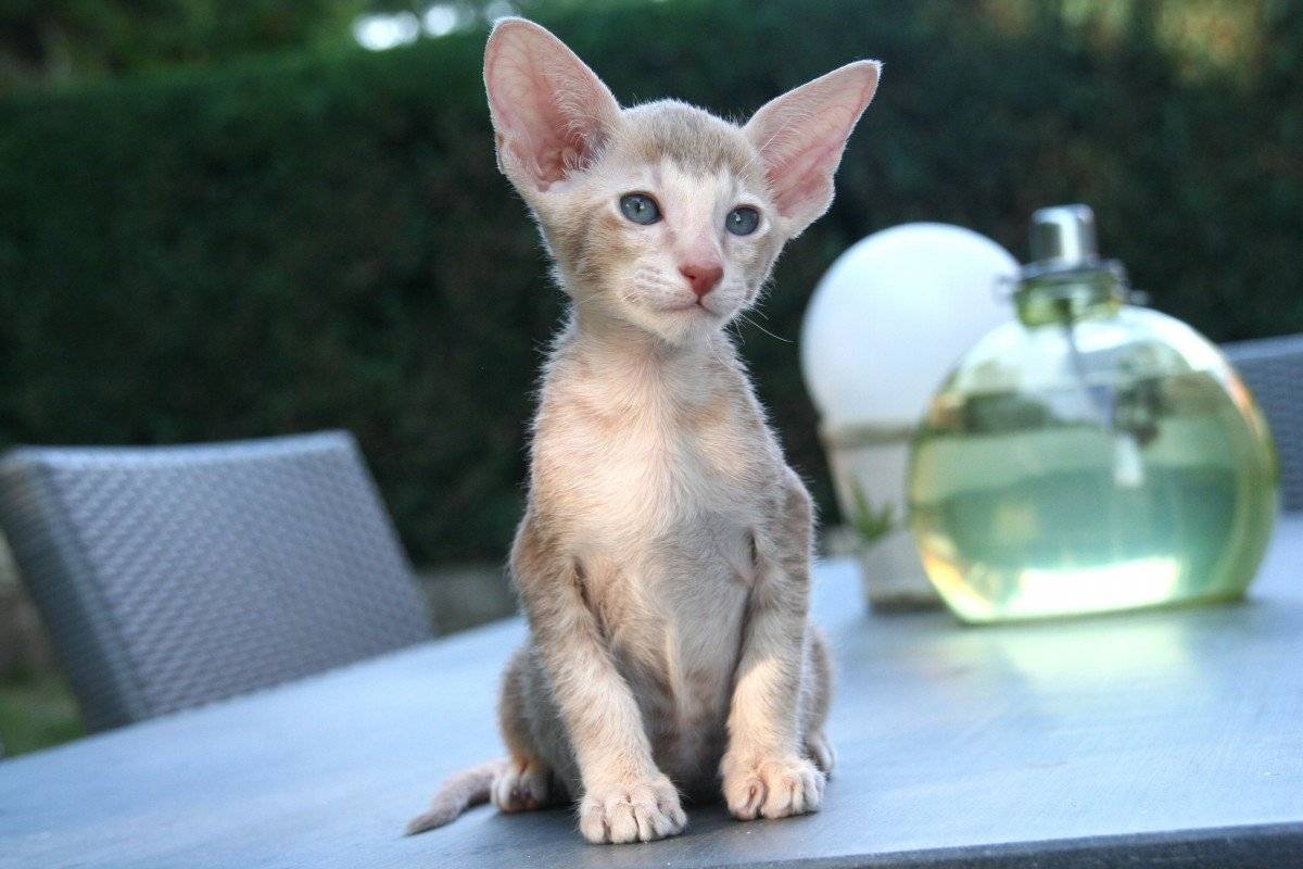 Топ-10 самых маленьких пород карликовых кошек в рейтинге zuzako с фото