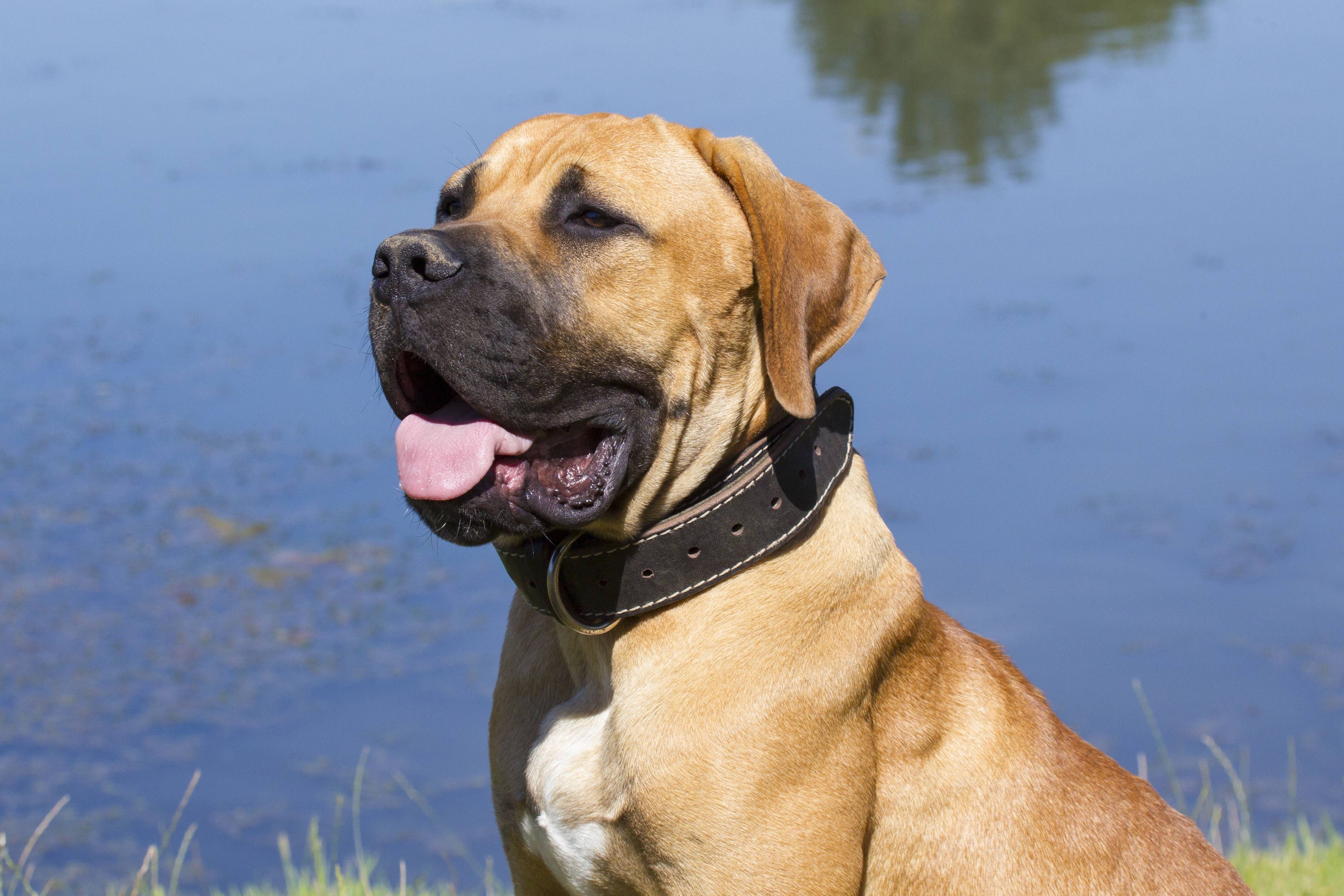 Порода собаки южноафриканский бурбуль: фото и описание породы