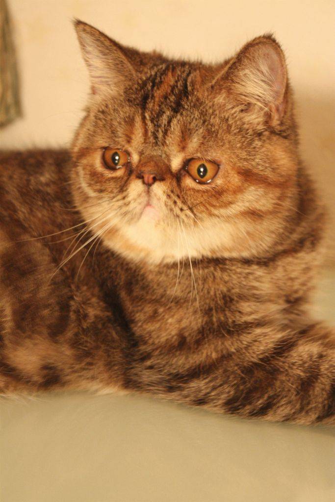 Пушистая принцесса персии — персидская кошка