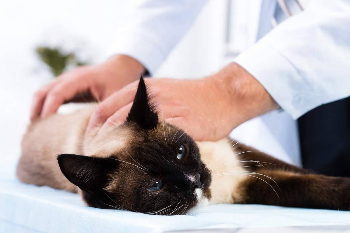 Кровотечение в брюшной полости у кошек - симптомы, лечение внутреннего кровотечения у кошек в москве. ветеринарная клиника "зоостатус"