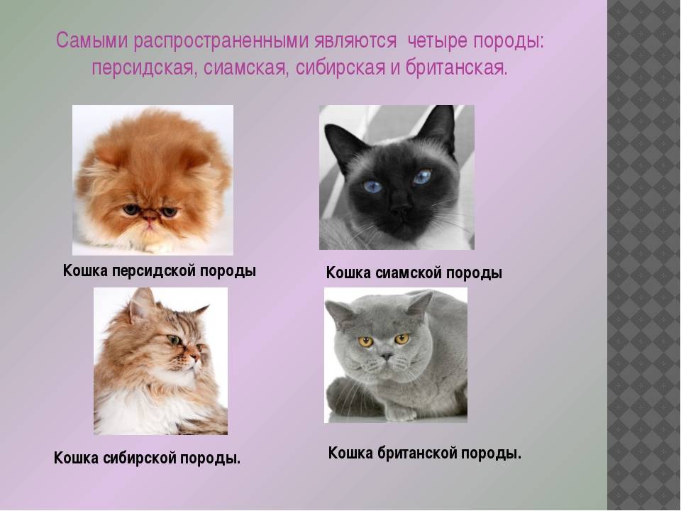 Как определить породу кошки