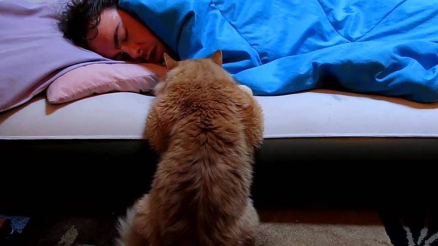Почему кошки любят спать с хозяином