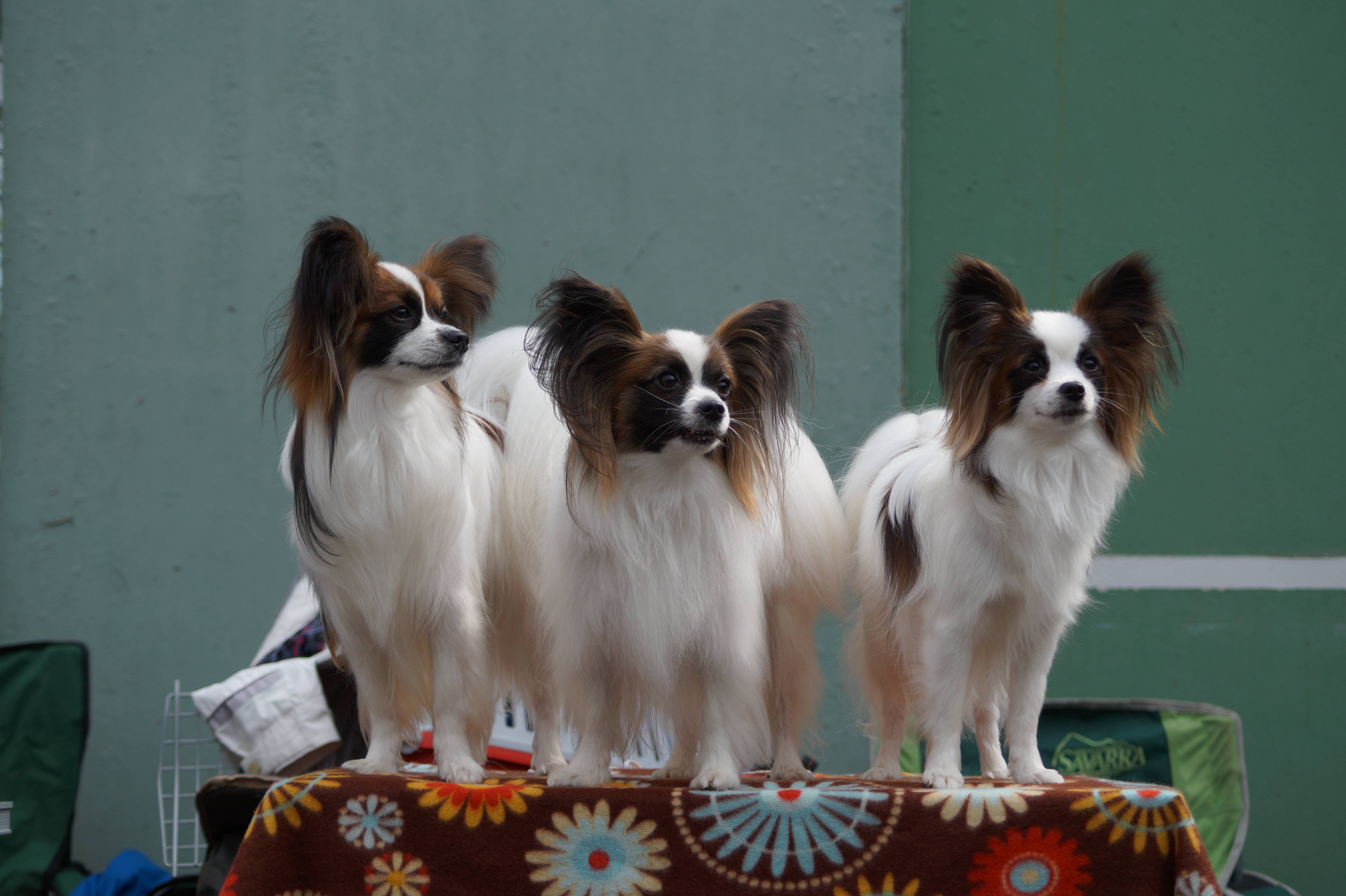 Собаки папильон — карликовые спаниели