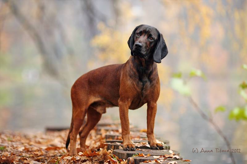Баварская горная гончая — фото, цена | dog-care - журнал про собак