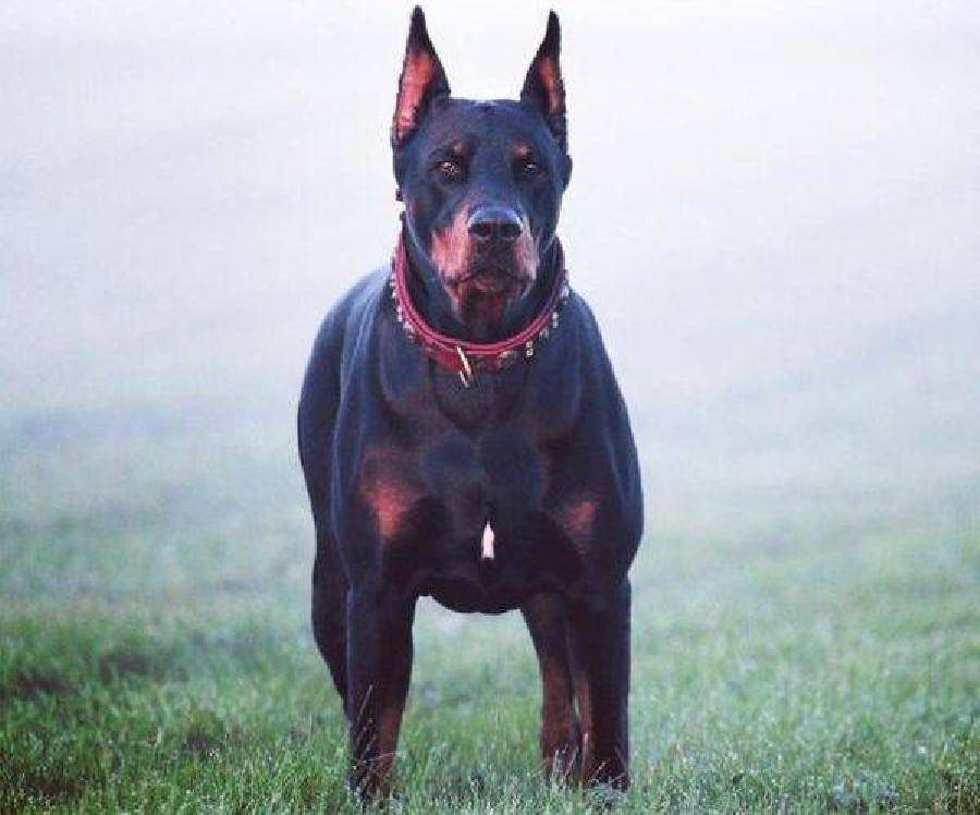 Самые опасные собаки в мире — топ-10 пород-убийц с фото и названиями