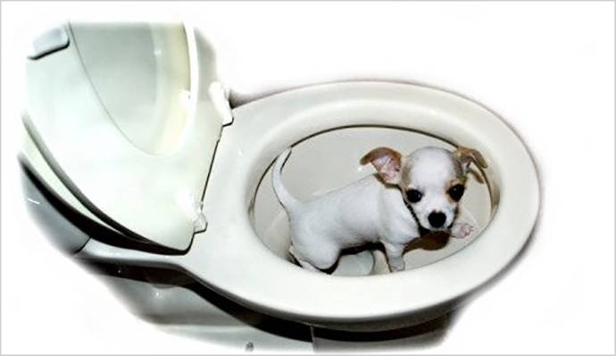 Как приучить собаку ходить в туалет на пеленку: взрослые особи