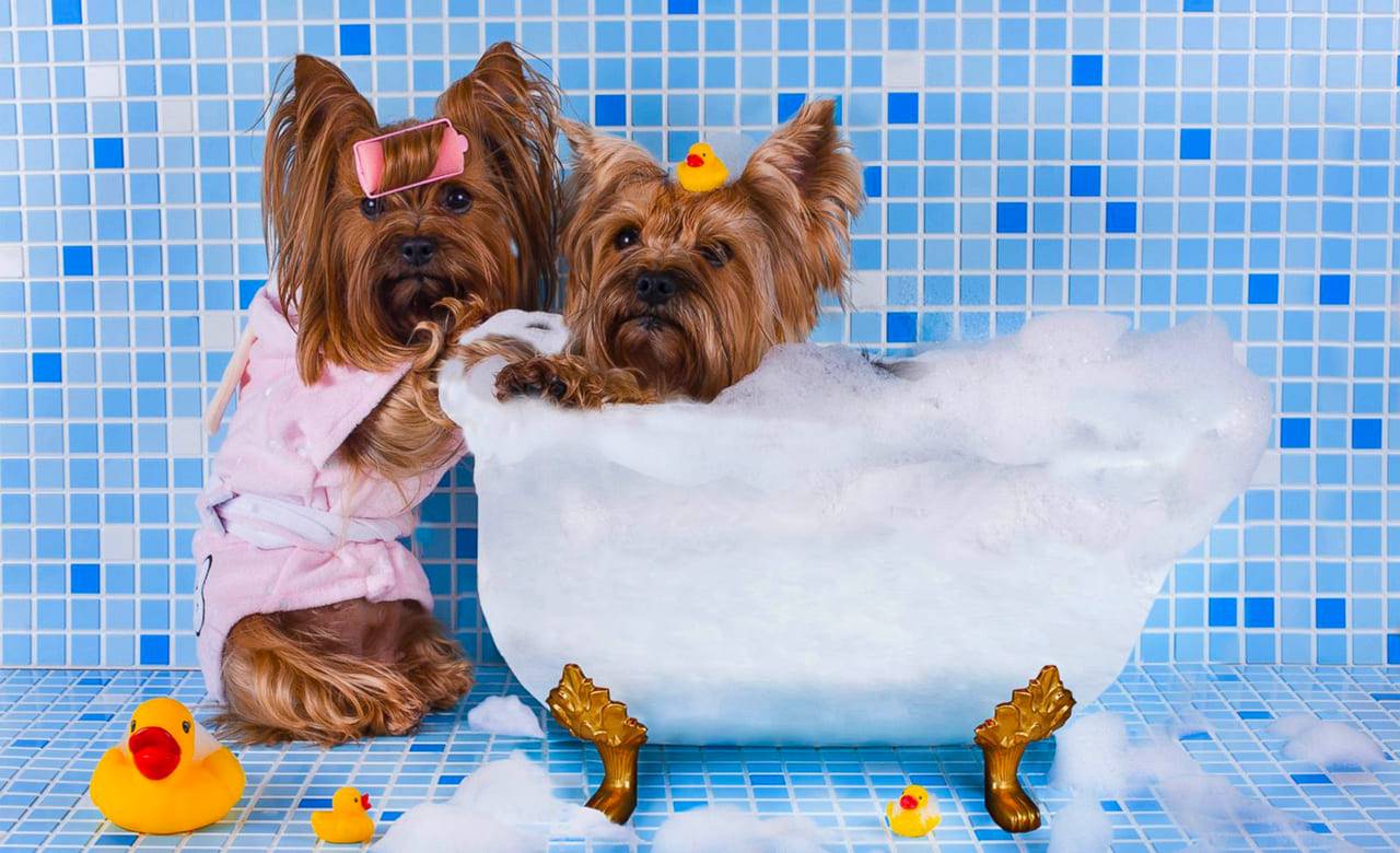 13 лучших шампуней для собак