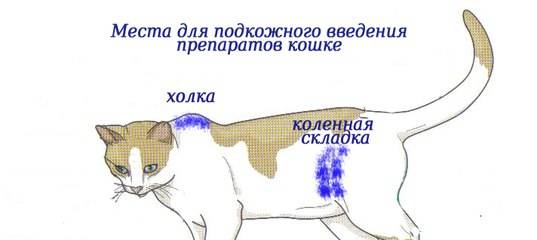 Как кошке или коту сделать укол (в том числе в холку, в бедро, в ногу): внутримышечная, подкожная инъекция и капельница в домашних условиях