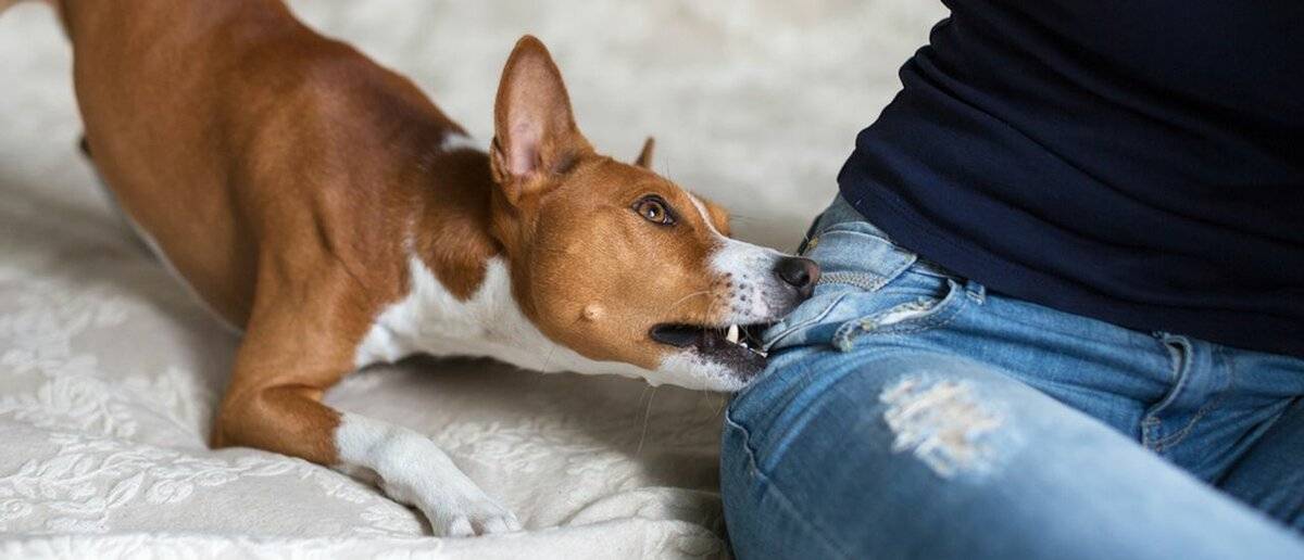 Как самостоятельно отучить собаку выть в отсутствие хозяев: что делать хозяину