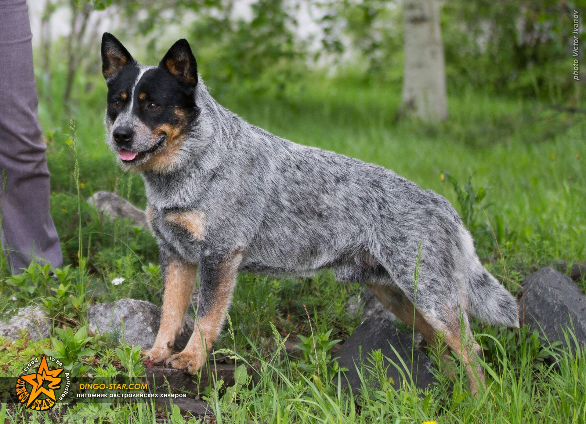 Австралийская пастушья собака (хилер): описание, цена и где купить, фото | petguru