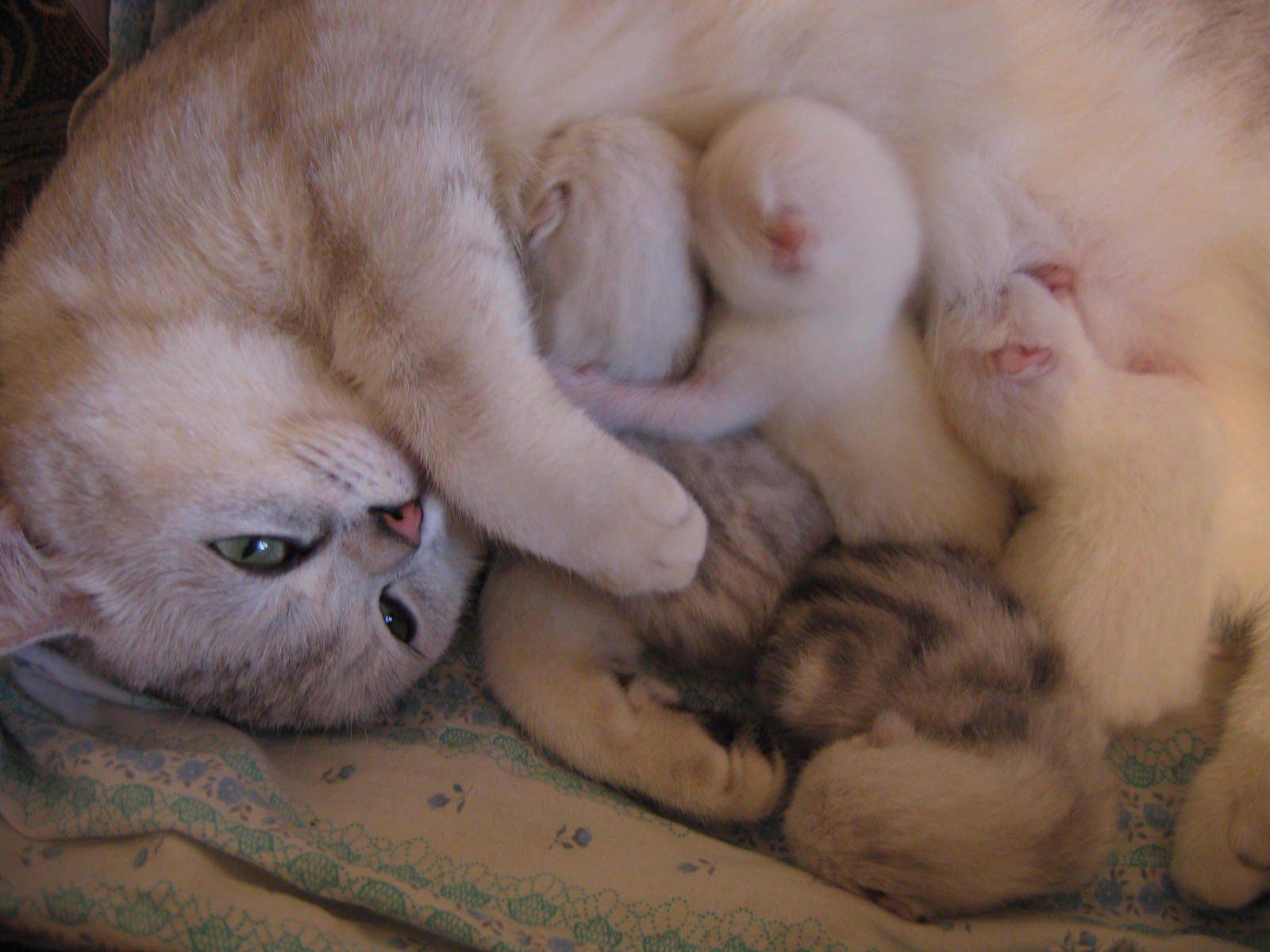 Сколько длится беременность у шотландских вислоухих кошек?