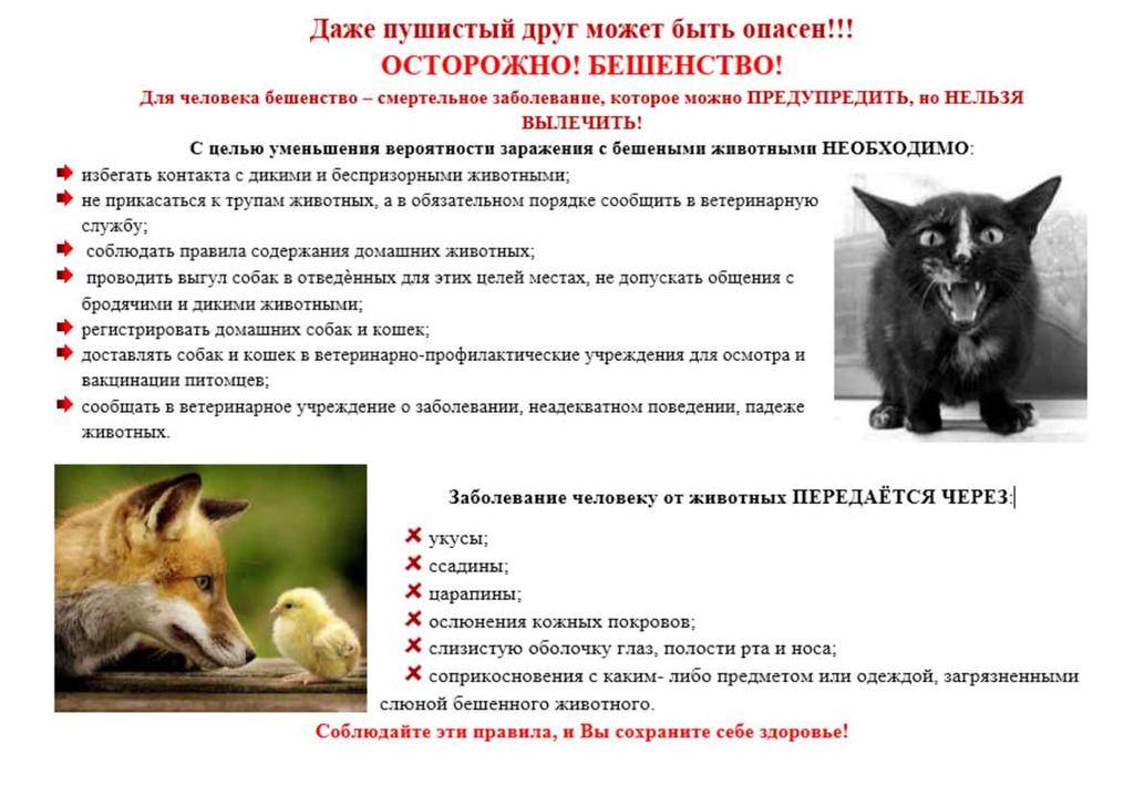 Заболевания собак
