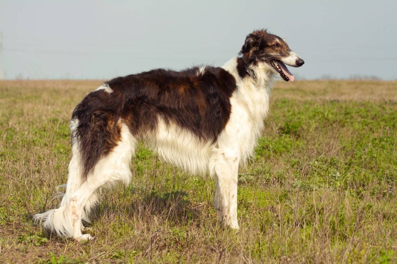 Русская псовая борзая: стандарт породы и характер собак
