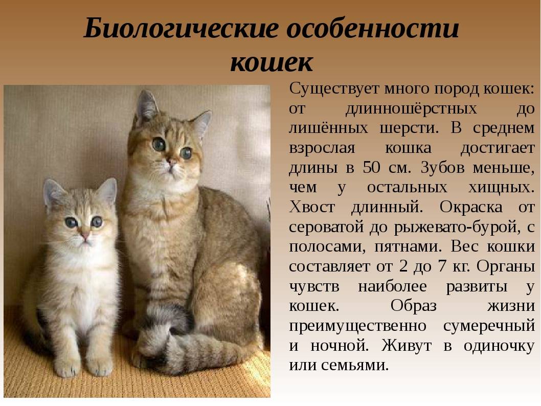Породы кошек с кисточками на ушах (30 фото): названия больших пород домашних котов и правила их содержания