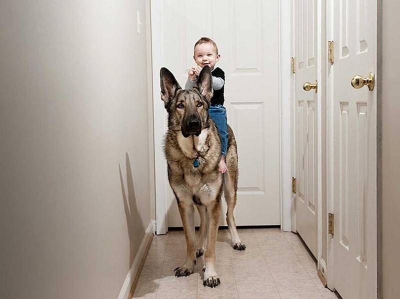 Какую собаку завести в частном доме с детьми