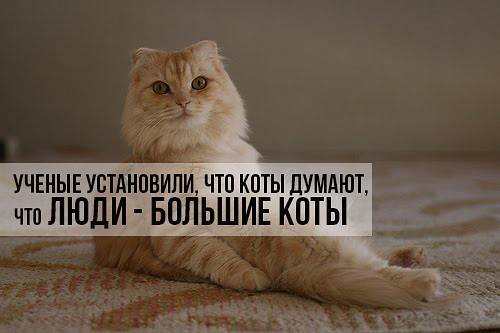Узнают ли кошки своих хозяев после разлуки? - psychbook.ru