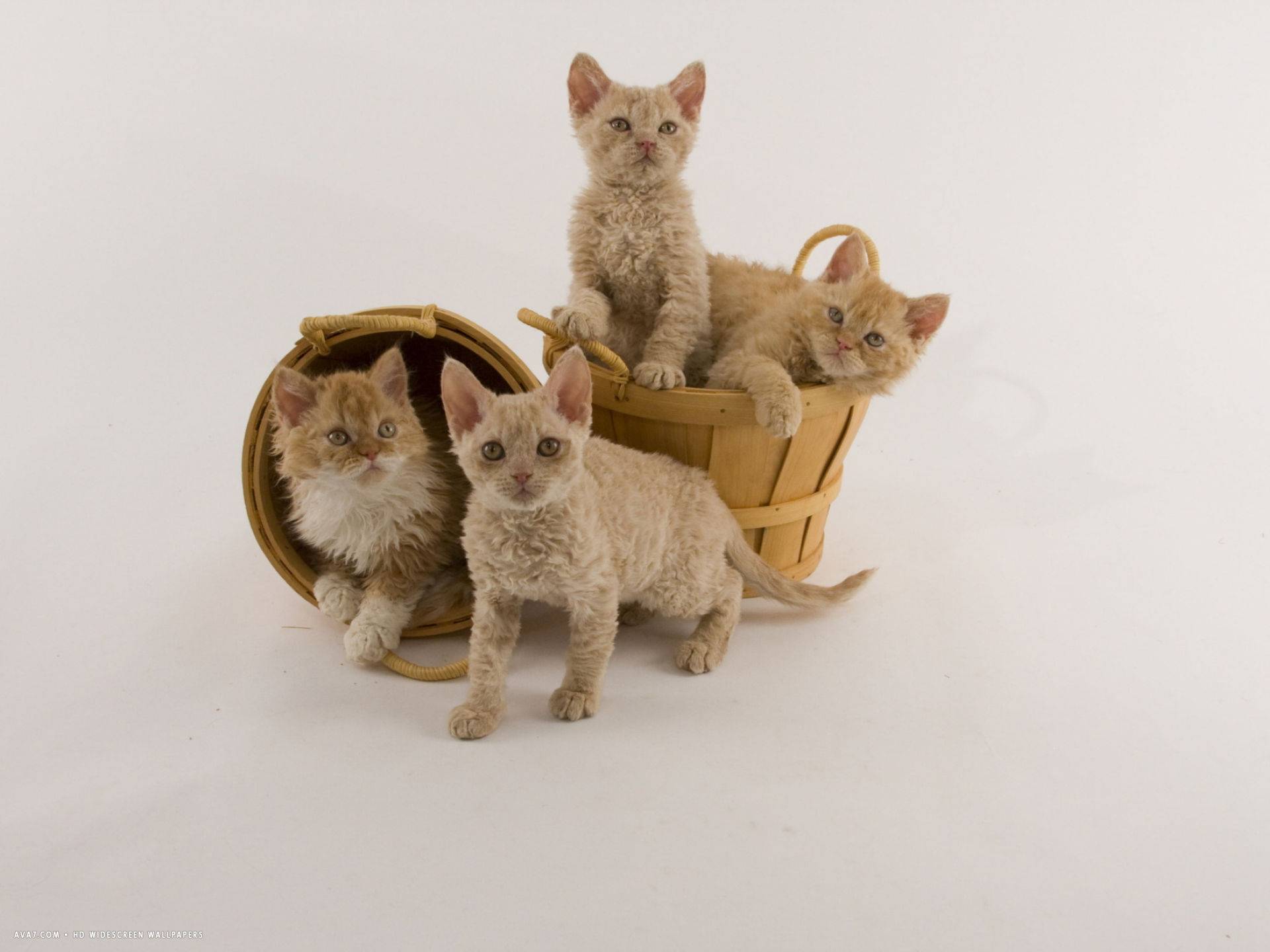 Девон рекс: фото, описание породы кошек и котов, отзывы и цены на котят