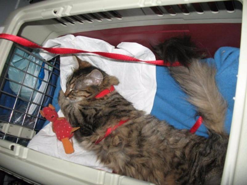 Как перевезти кошку в поезде: актуальные правила и советы