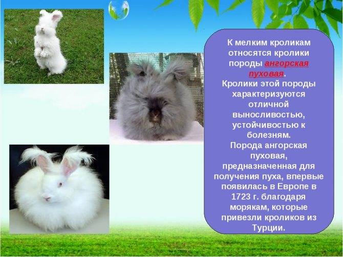 Ангорский кролик – фото, описание, содержание, питание, размножение
