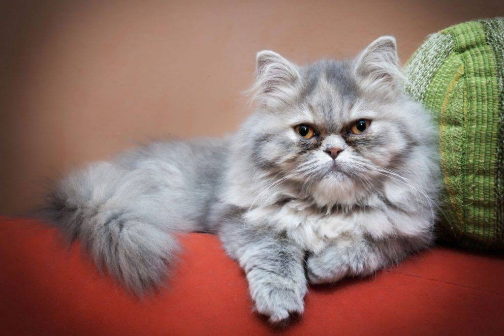 Персидская кошка: подробное описание, фото, купить, видео, цена, содержание дома